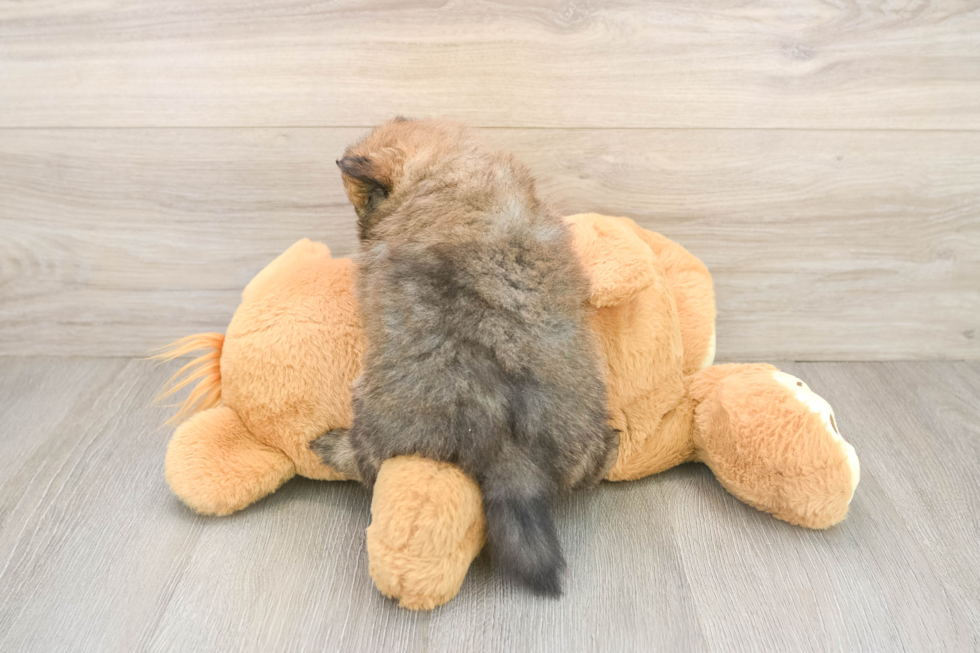Energetic Deutscher Spitz Purebred Puppy