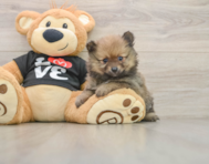 7 week old Pomeranian Puppy For Sale - Windy City Pups