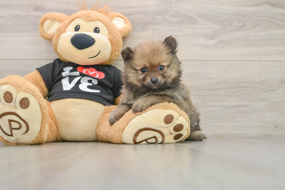 Cute Pom Pom Purebred Puppy