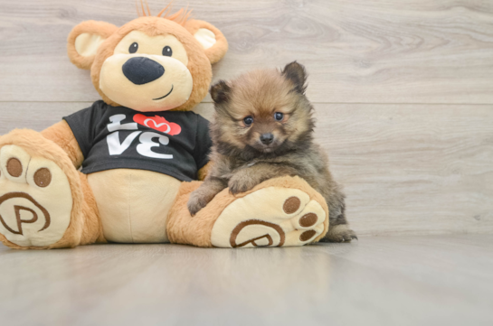 Cute Pom Pom Purebred Puppy