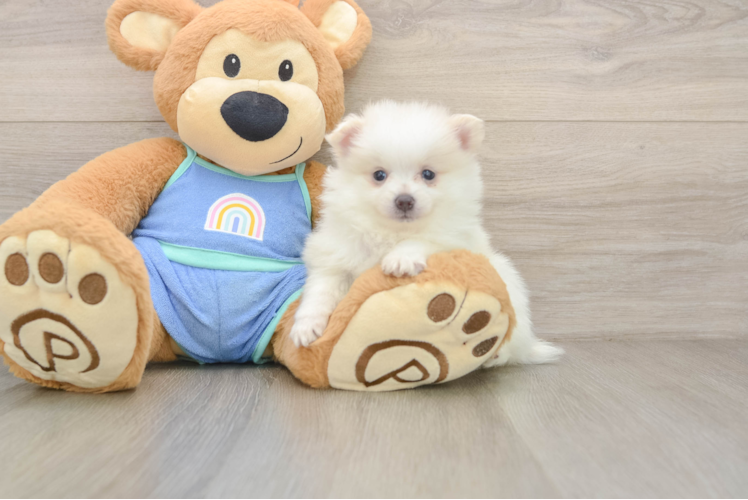 Friendly Pomeranian Purebred Pup