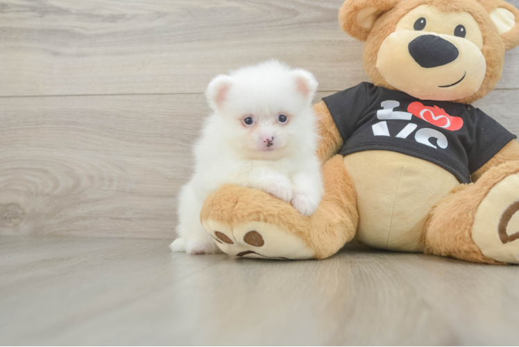 Small Pomeranian Purebred Pup