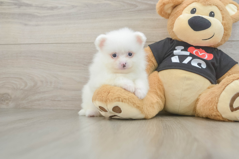 Small Pomeranian Purebred Pup