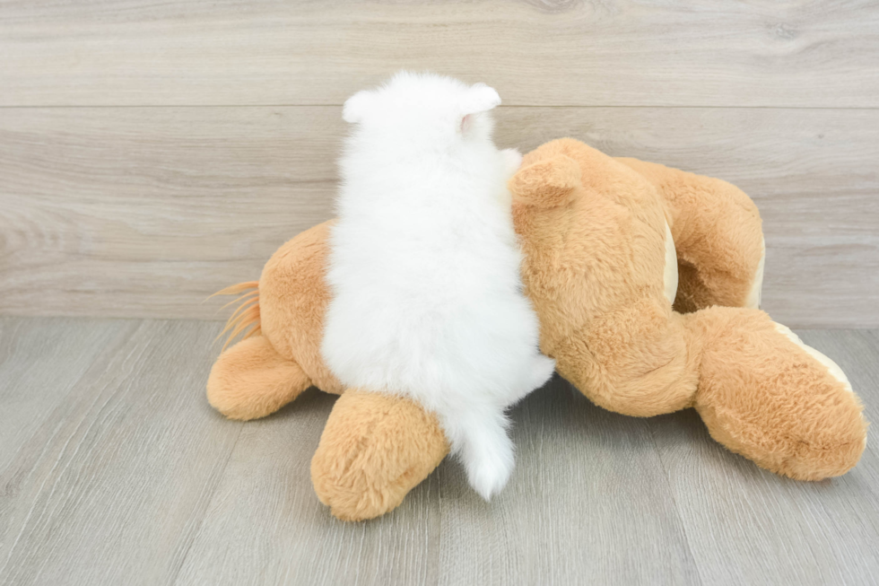 Fluffy Deutscher Spitz Purebred Puppy