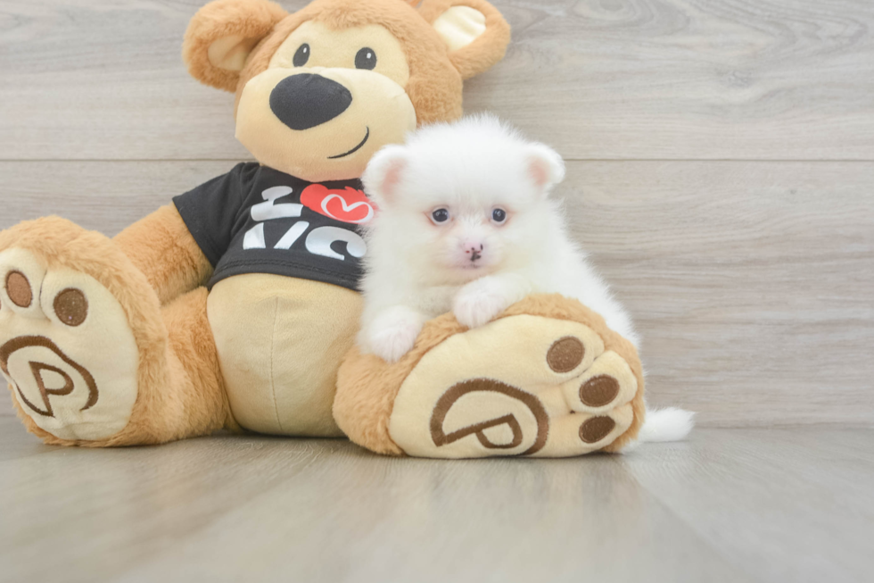 Best Pomeranian Baby