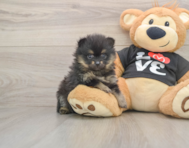 7 week old Pomeranian Puppy For Sale - Windy City Pups