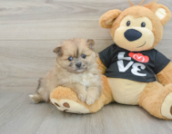 7 week old Pomeranian Puppy For Sale - Windy City Pups