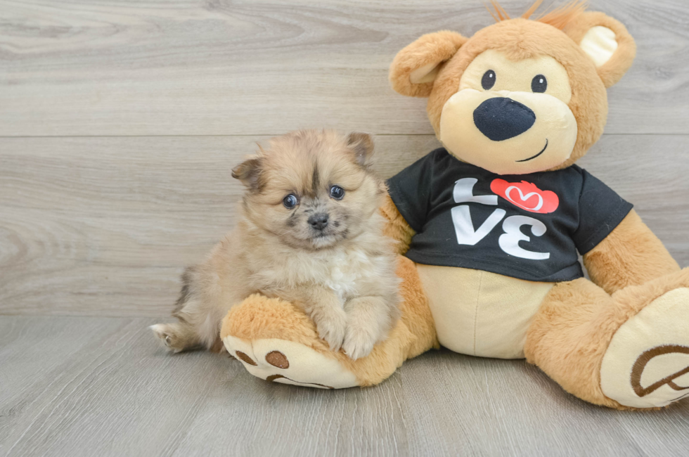 6 week old Pomeranian Puppy For Sale - Windy City Pups