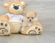 8 week old Pomeranian Puppy For Sale - Windy City Pups