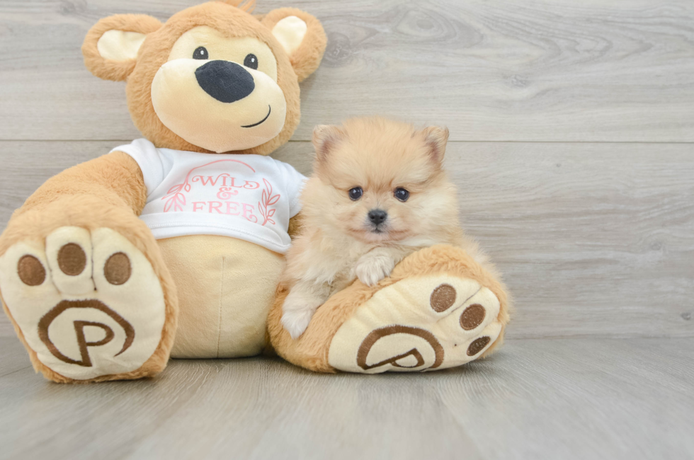 7 week old Pomeranian Puppy For Sale - Windy City Pups