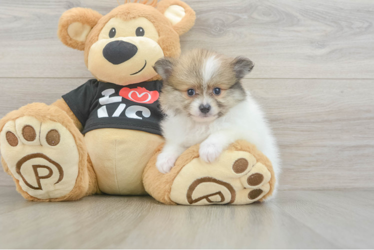Cute Pom Pom Purebred Puppy