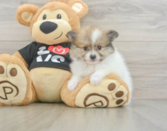 6 week old Pomeranian Puppy For Sale - Windy City Pups