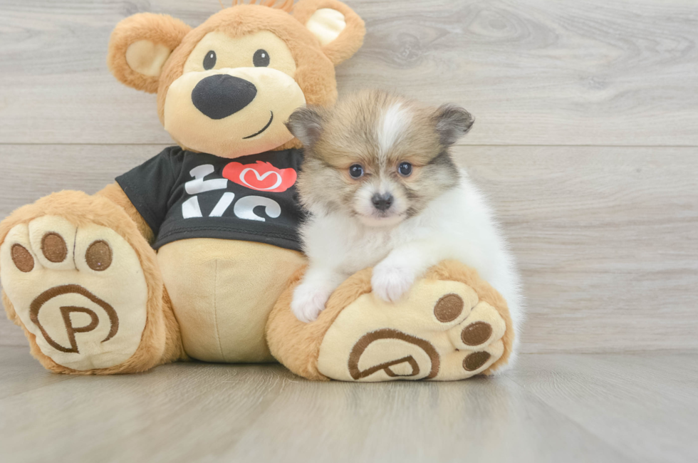 6 week old Pomeranian Puppy For Sale - Windy City Pups