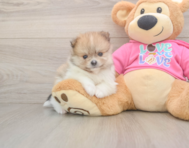 9 week old Pomeranian Puppy For Sale - Windy City Pups
