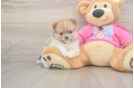 Pomeranian Puppy for Adoption