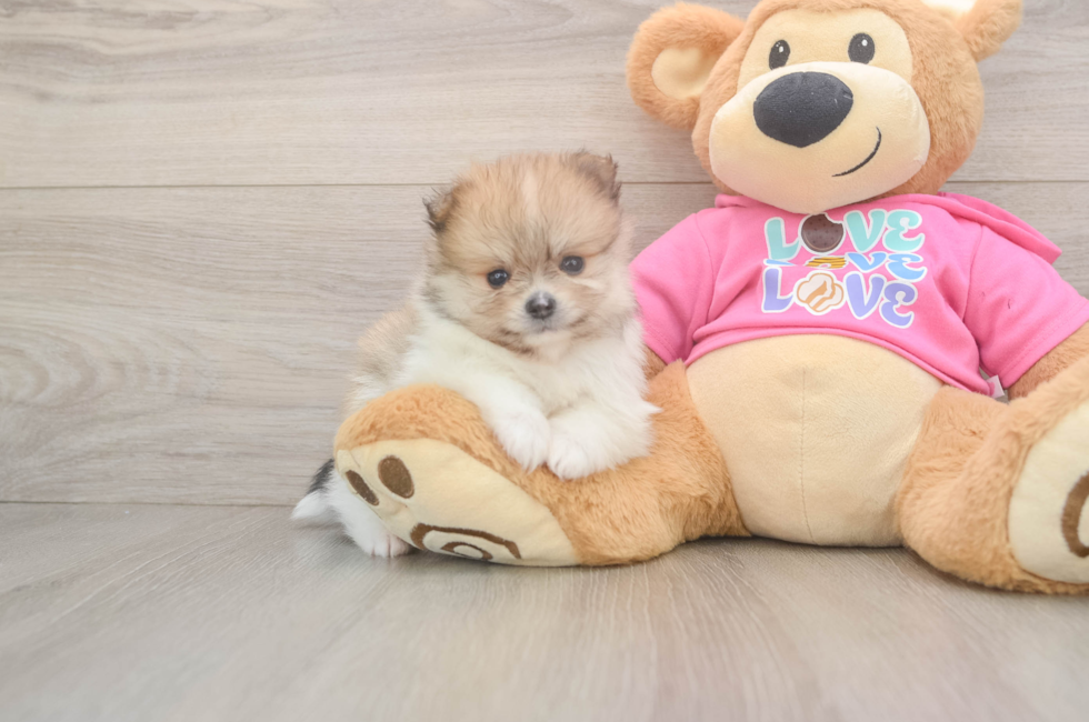 5 week old Pomeranian Puppy For Sale - Windy City Pups