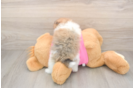 Best Pomeranian Baby