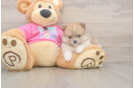 Happy Loulou Purebred Puppy