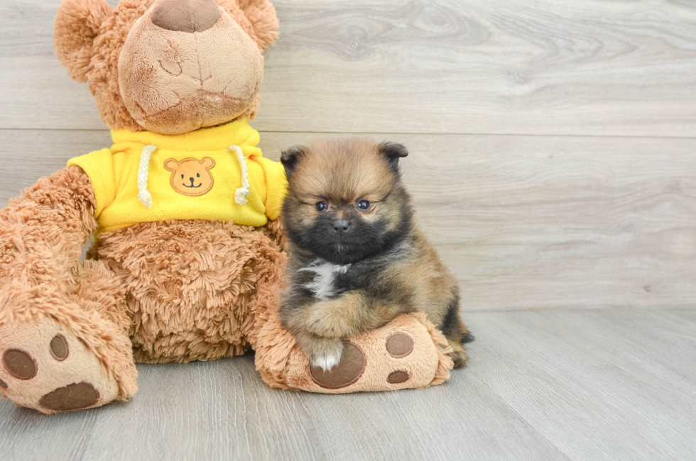 7 week old Pomeranian Puppy For Sale - Windy City Pups