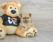 7 week old Pomeranian Puppy For Sale - Windy City Pups