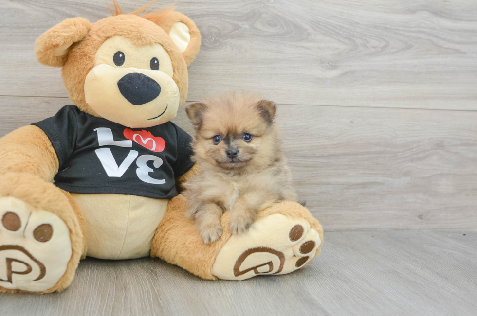 6 week old Pomeranian Puppy For Sale - Windy City Pups