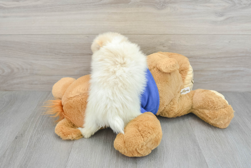 Smart Pomeranian Purebred Puppy