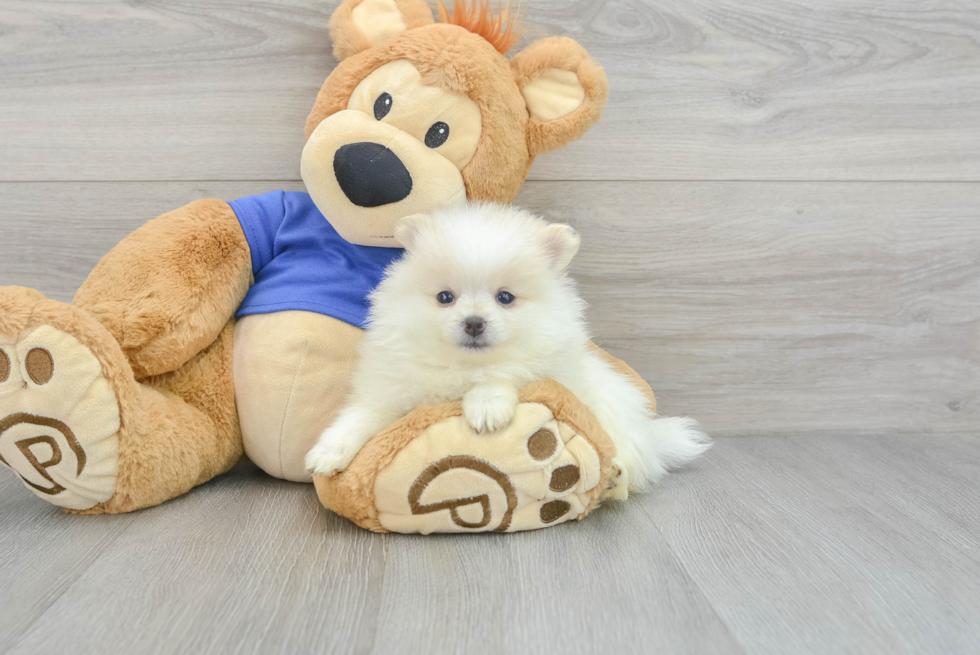 Popular Pomeranian Purebred Pup