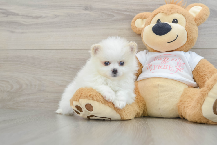 Friendly Pomeranian Baby