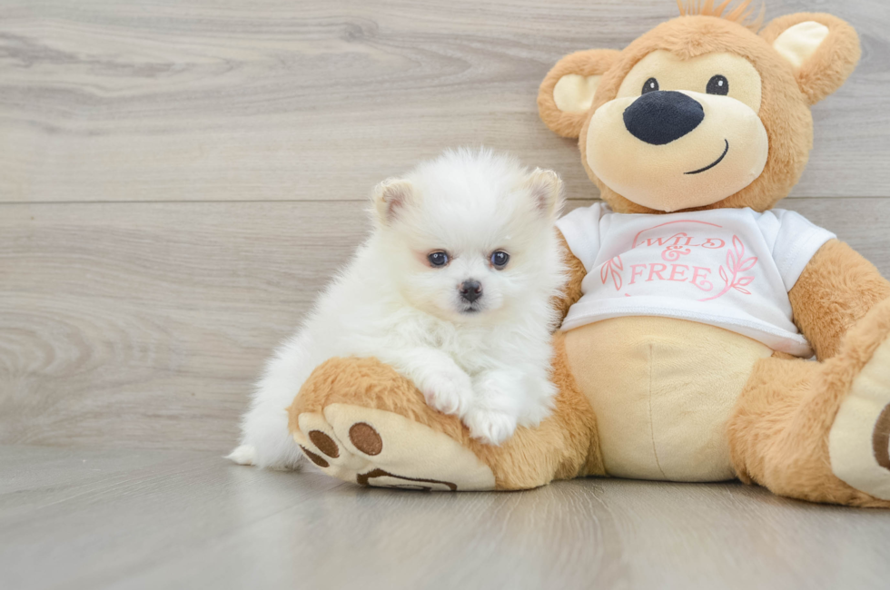 9 week old Pomeranian Puppy For Sale - Windy City Pups