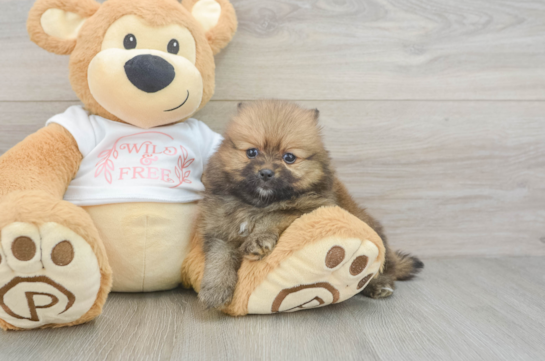 Best Pomeranian Baby
