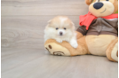 Hypoallergenic Pomeranian Purebred Pup