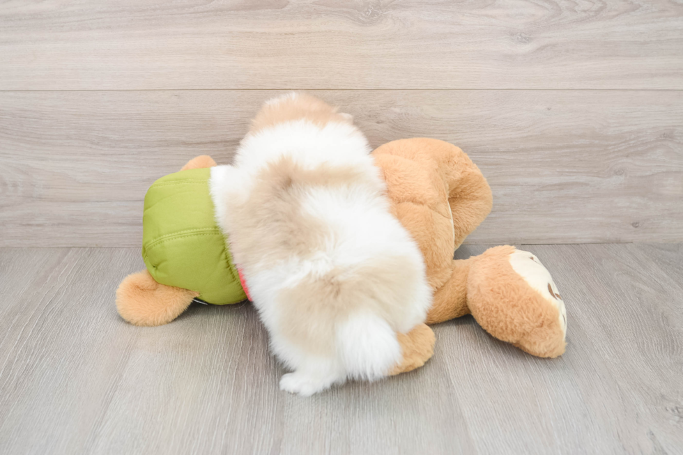 Fluffy Pom Pom Purebred Puppy