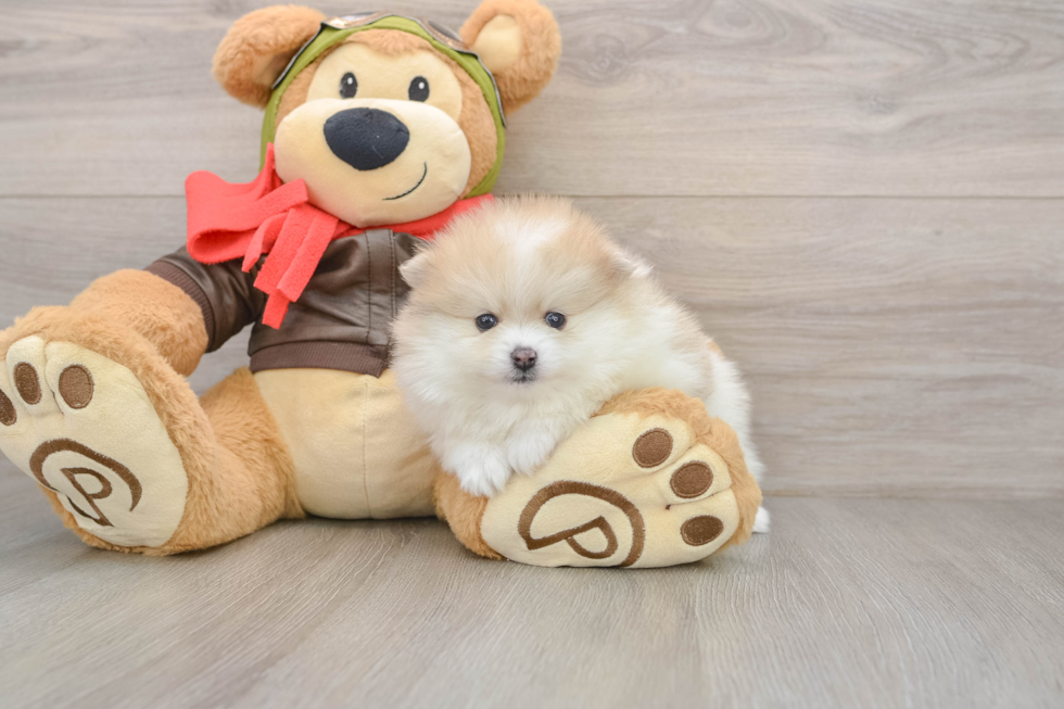 Pomeranian Puppy for Adoption