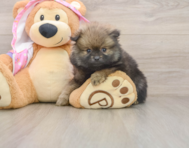 9 week old Pomeranian Puppy For Sale - Windy City Pups