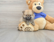 10 week old Pomeranian Puppy For Sale - Windy City Pups