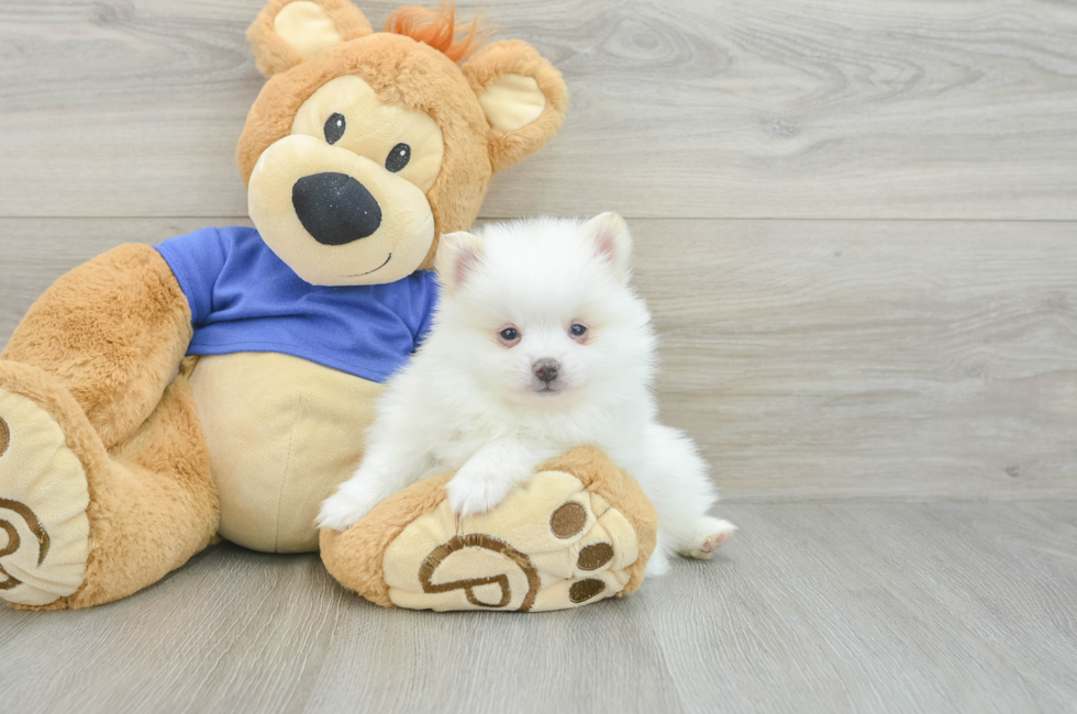 5 week old Pomeranian Puppy For Sale - Windy City Pups