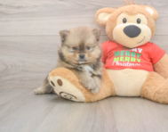 6 week old Pomeranian Puppy For Sale - Windy City Pups