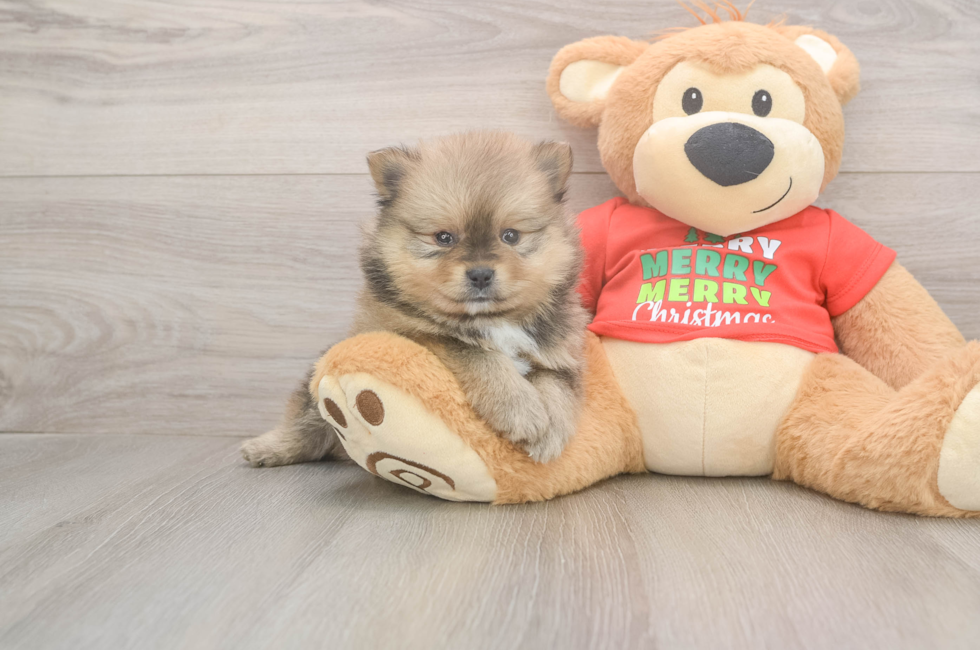 6 week old Pomeranian Puppy For Sale - Windy City Pups