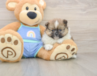 7 week old Pomeranian Puppy For Sale - Windy City Pups