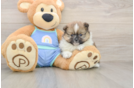 Best Pomeranian Baby
