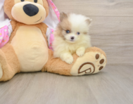 9 week old Pomeranian Puppy For Sale - Windy City Pups