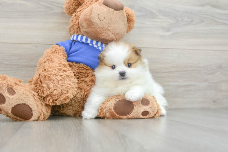 Hypoallergenic Pomeranian Purebred Pup