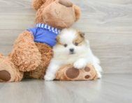 8 week old Pomeranian Puppy For Sale - Windy City Pups