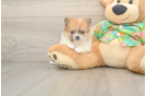 Pomeranian Pup Being Cute