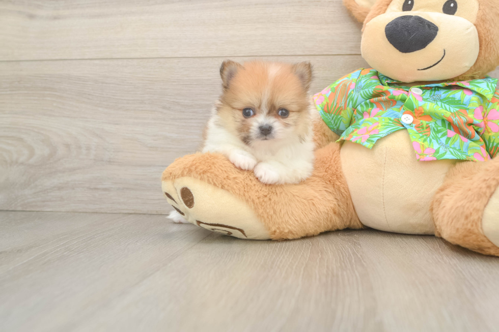 Pomeranian Pup Being Cute