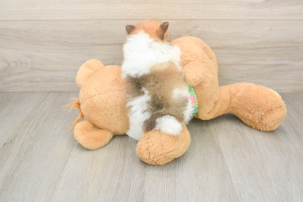 Playful Pomeranian Baby