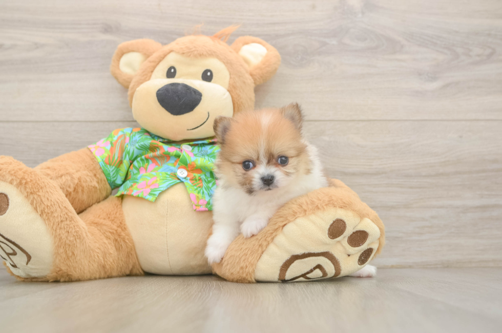 5 week old Pomeranian Puppy For Sale - Windy City Pups