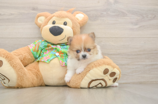Pomeranian Pup Being Cute