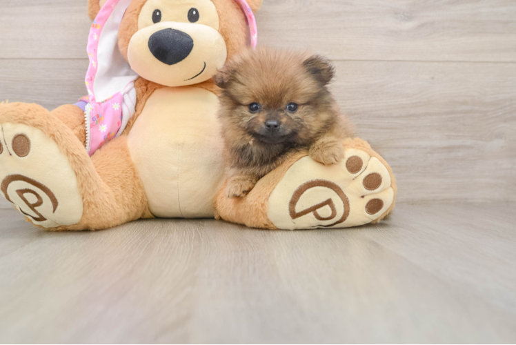 Funny Pomeranian Baby