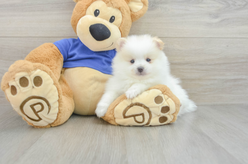 5 week old Pomeranian Puppy For Sale - Windy City Pups